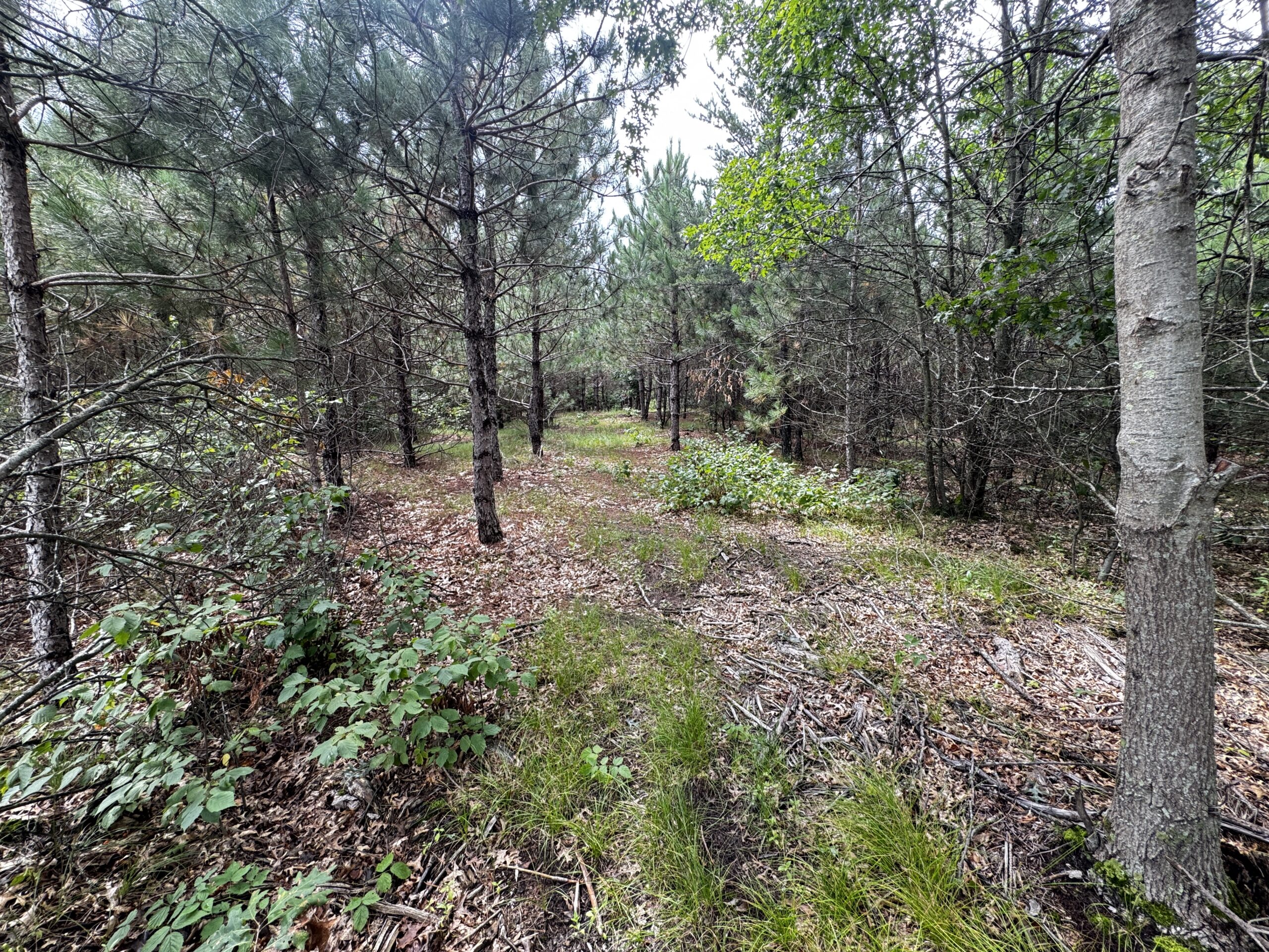 22.35+/- Wooded Acres in Adams County’s Town of Big Flats