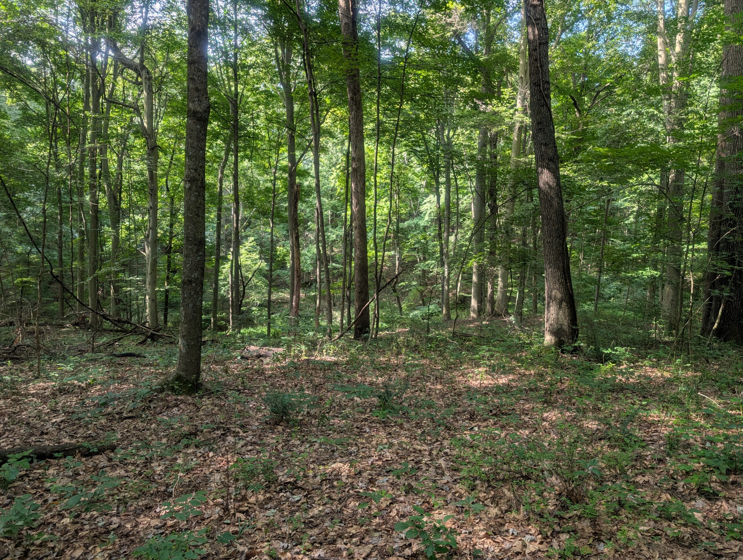 Secluded Central Ohio Hunting and Timber Land