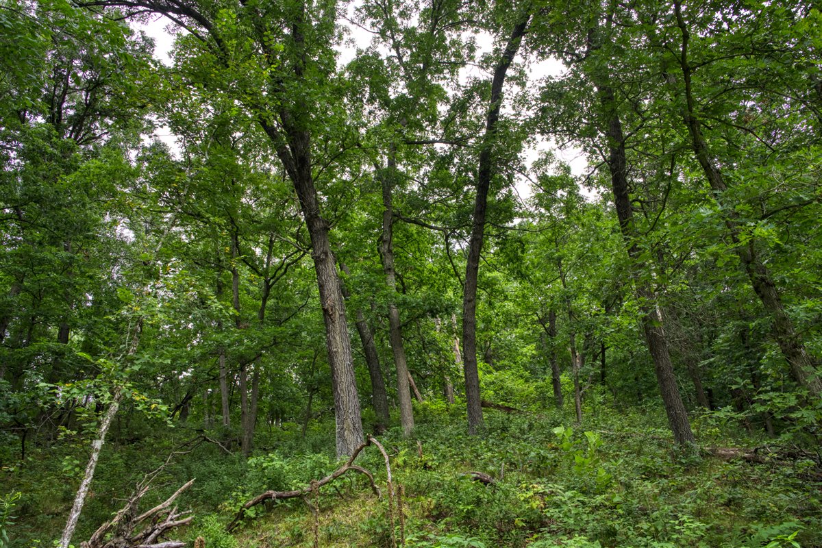 Hunting Property in Trempealeau County, WI