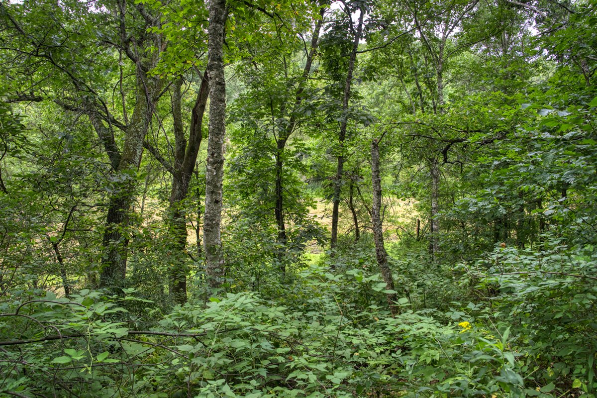 Hunting Property in Trempealeau County, WI