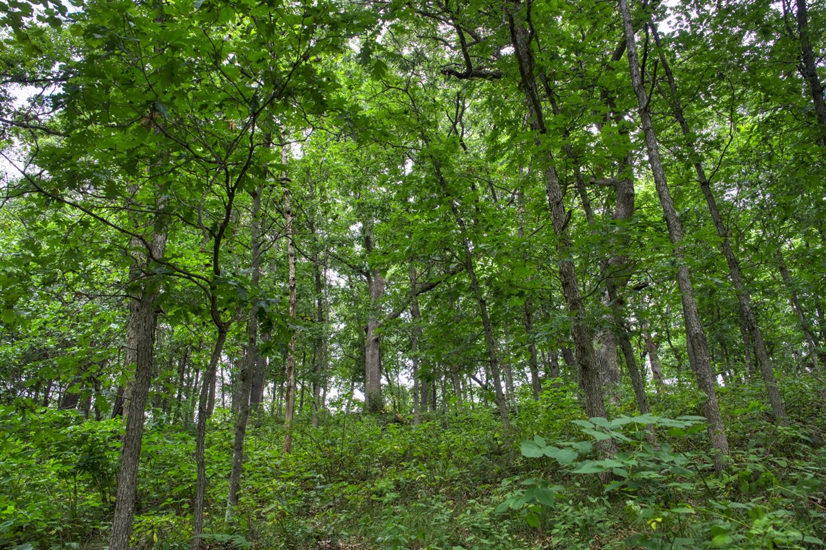 Hunting Property in Trempealeau County, WI