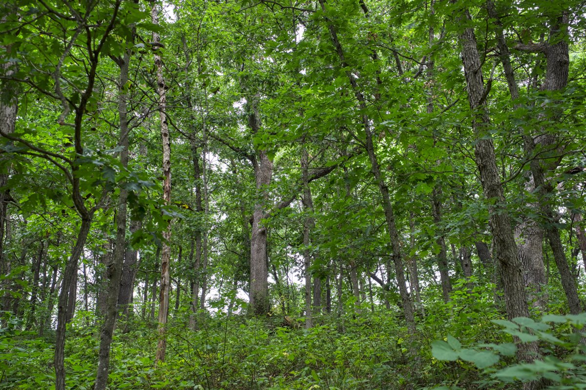 Hunting Property in Trempealeau County, WI