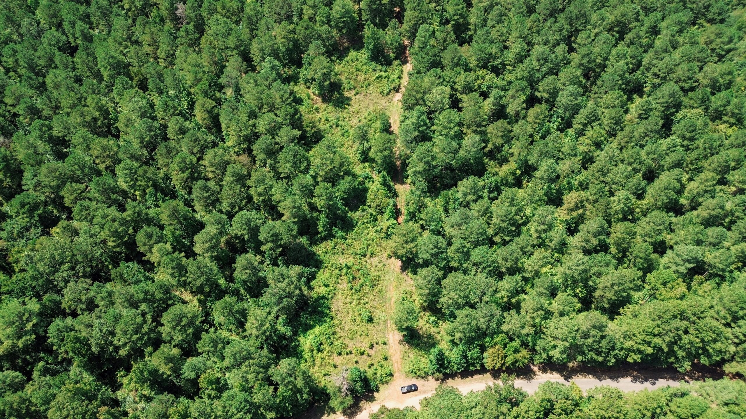 Lincoln Parish Timberland for Sale
