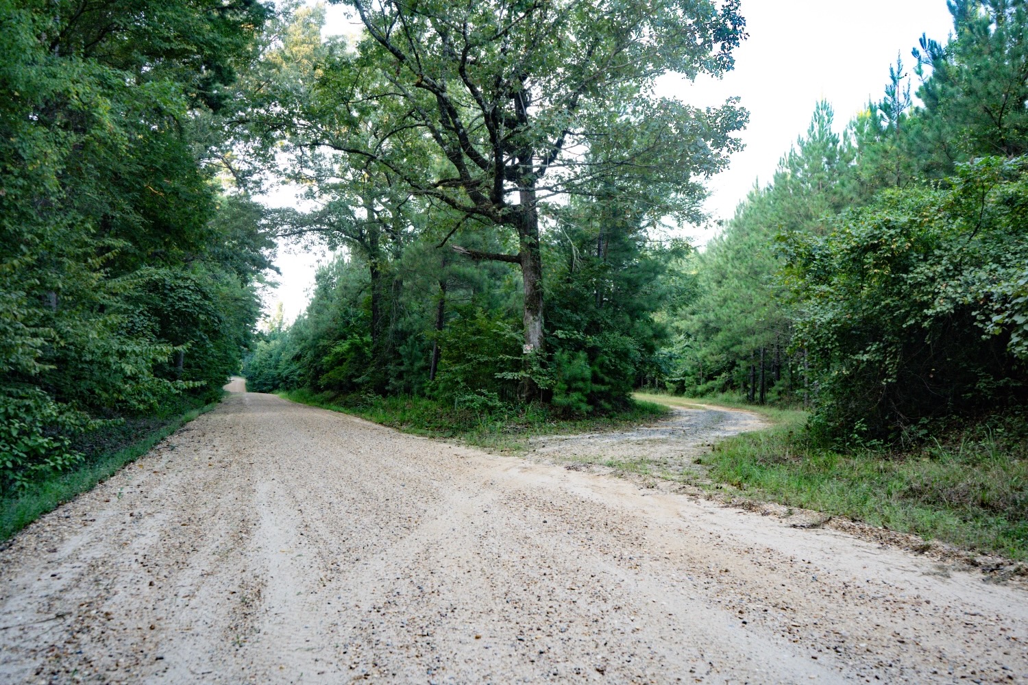 Claiborne Parish Timberland for Sale