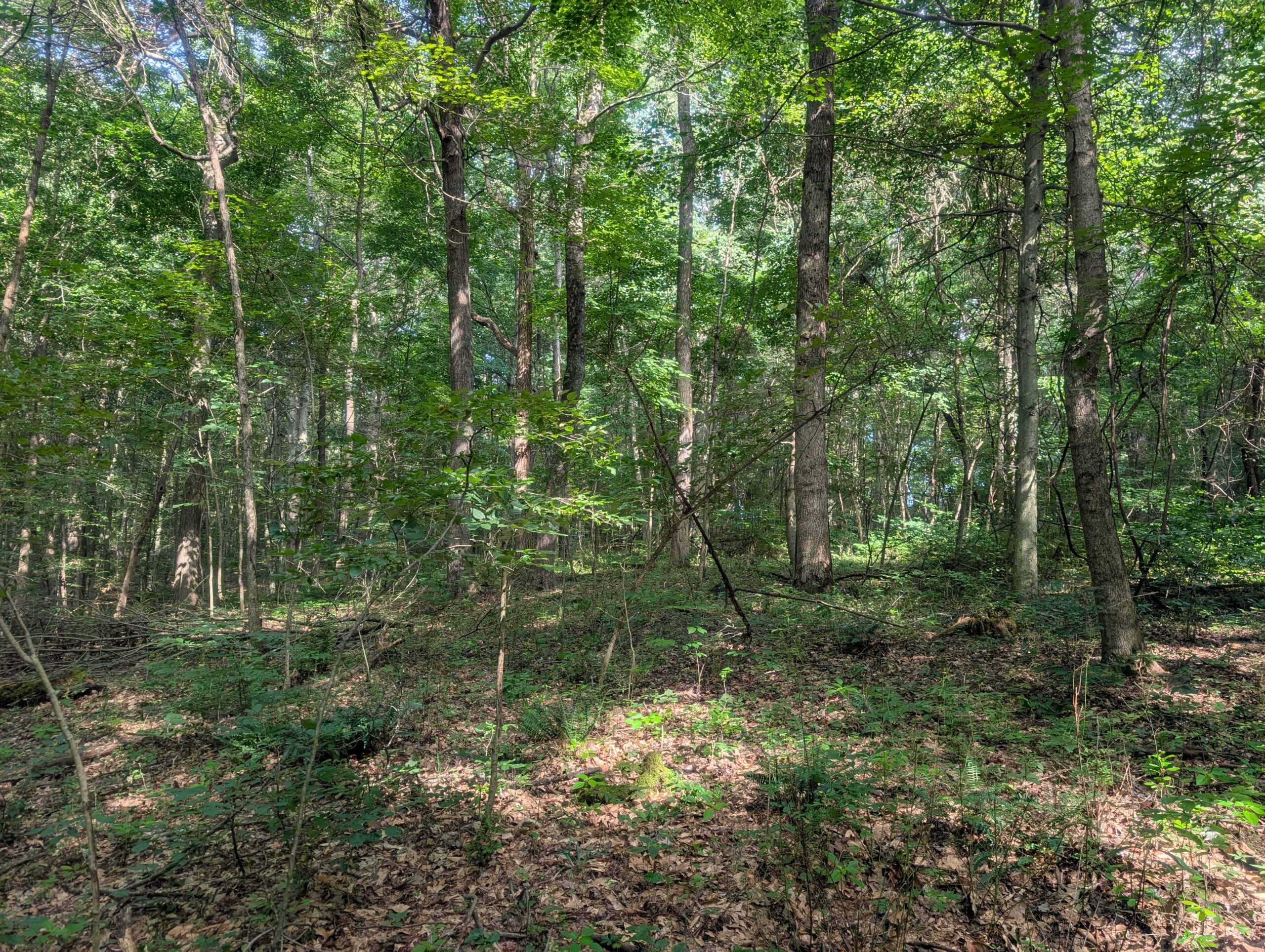 Secluded Central Ohio Hunting and Timber Land