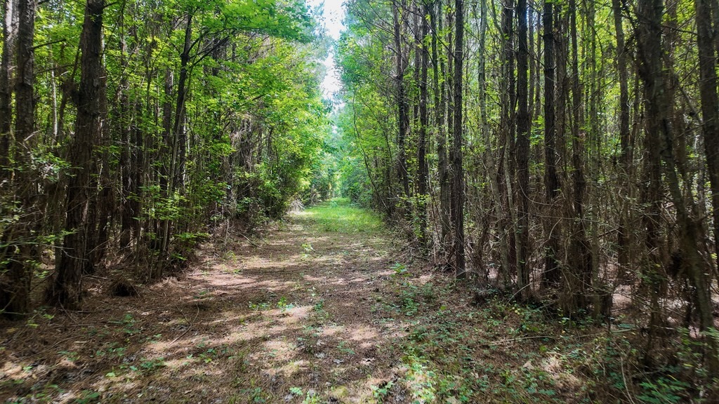 345+- Acres on Bogue Chitto River Summit MS