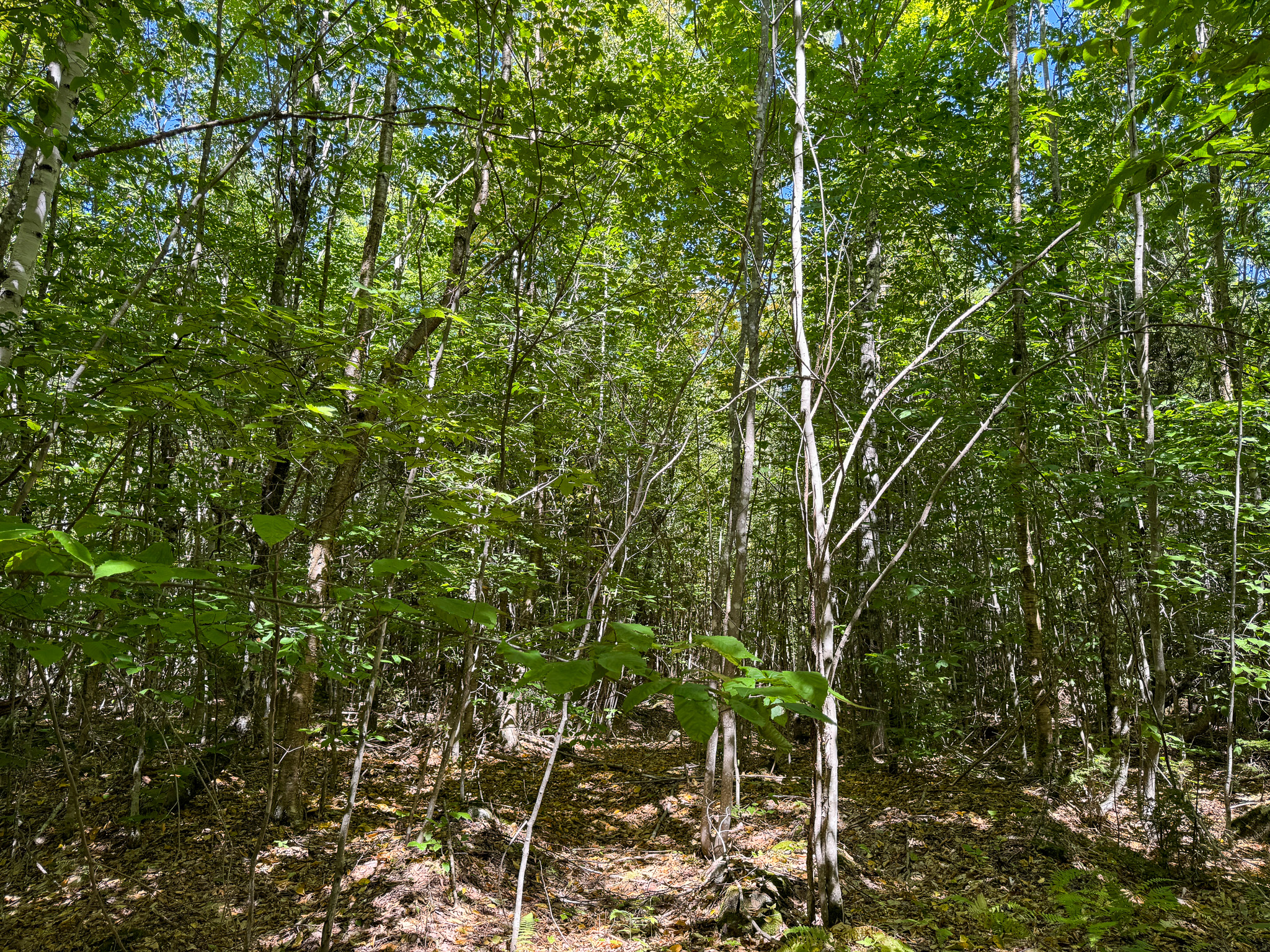 Private 25-Acre Woodlot with Trails & Recreation Access