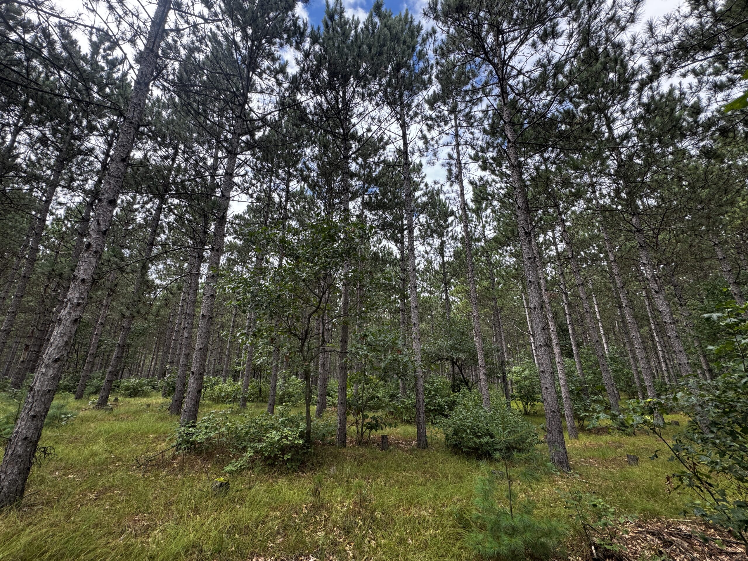 22.35+/- Wooded Acres in Adams County’s Town of Big Flats