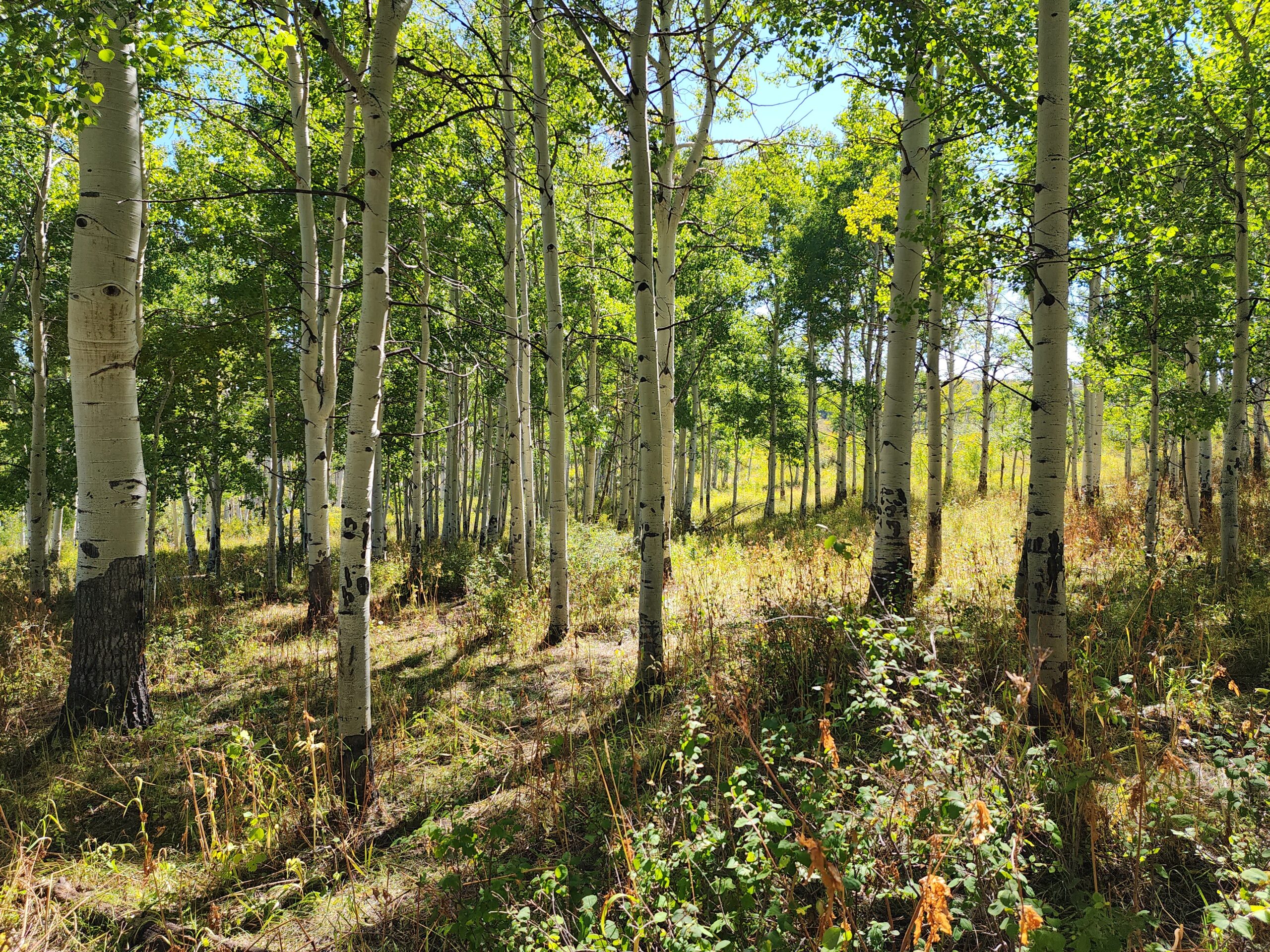 Western Colorado Ranch with Cabins, Ponds, Springs For Sale
