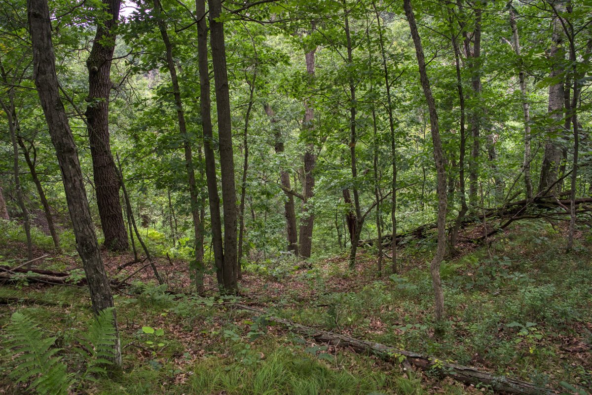 Hunting Property in Trempealeau County, WI