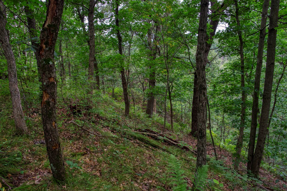 Hunting Property in Trempealeau County, WI