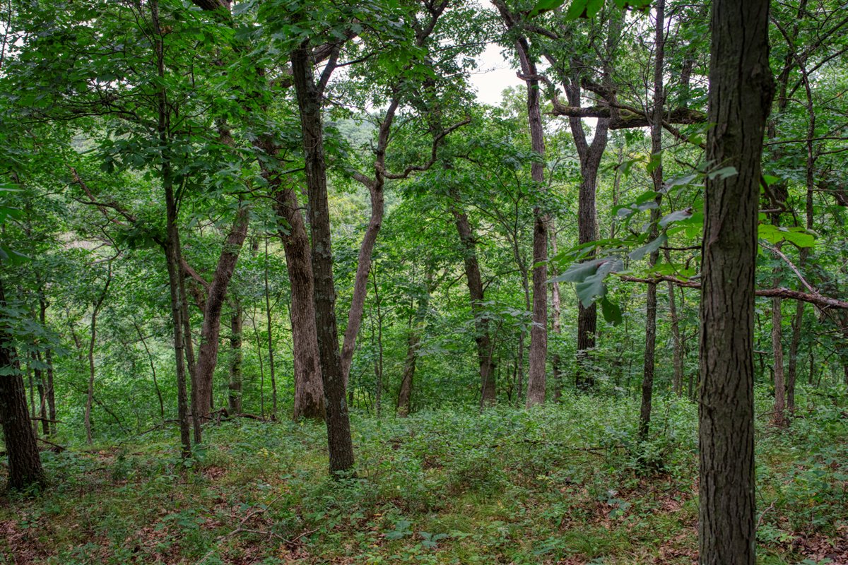 Hunting Property in Trempealeau County, WI
