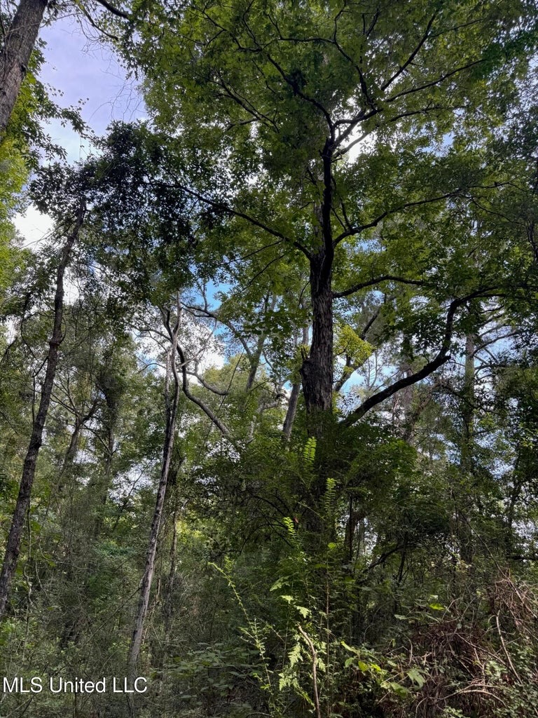 38 acres in Mississippi Near Louisiana State Line