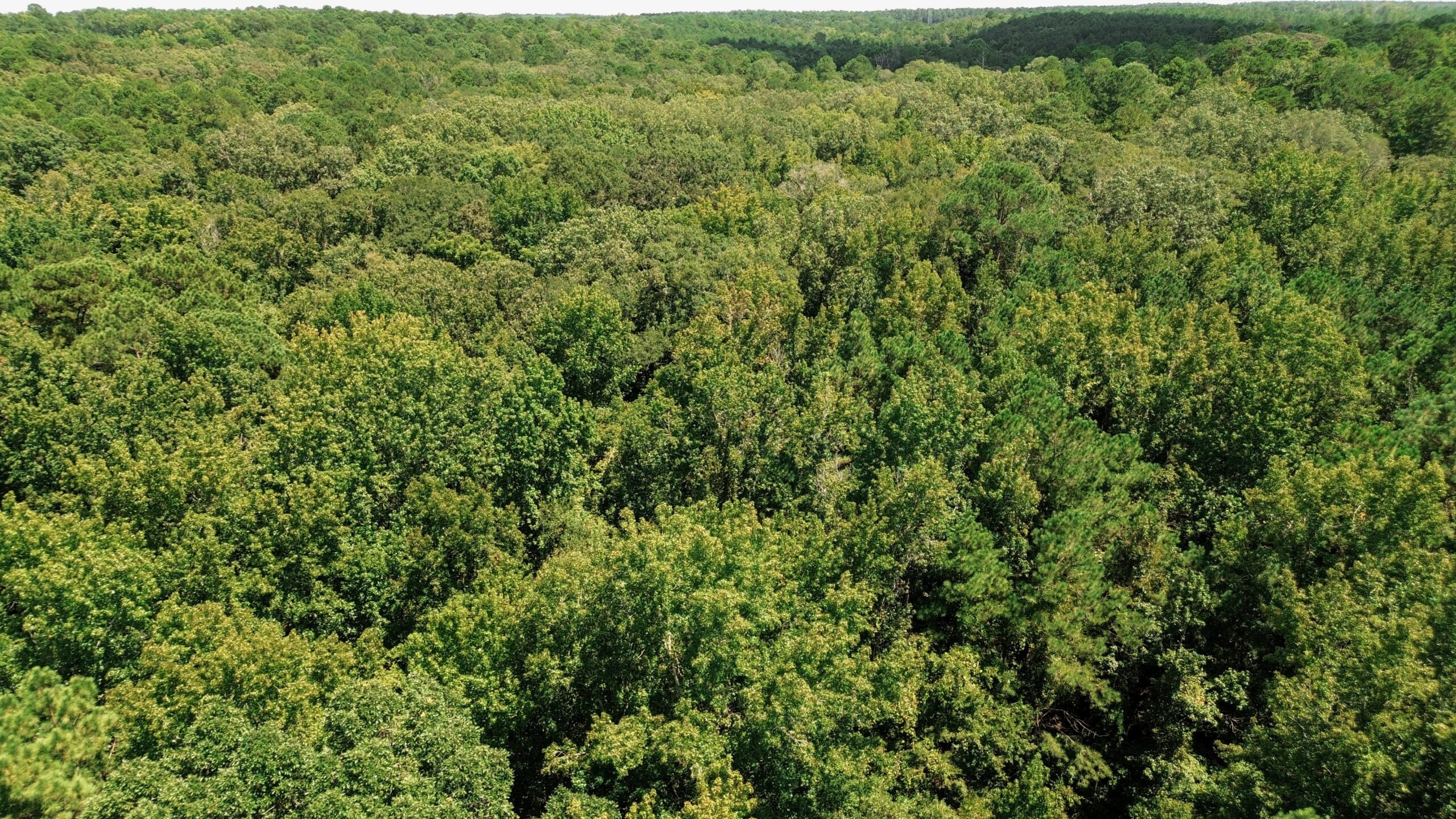 Lincoln Parish Timberland for Sale
