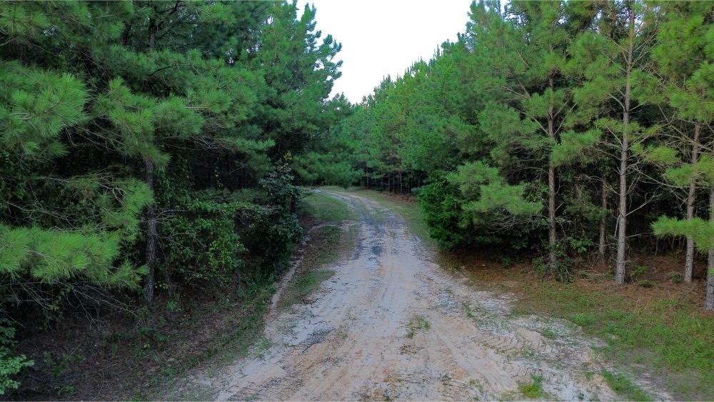 Claiborne Parish Timberland for Sale