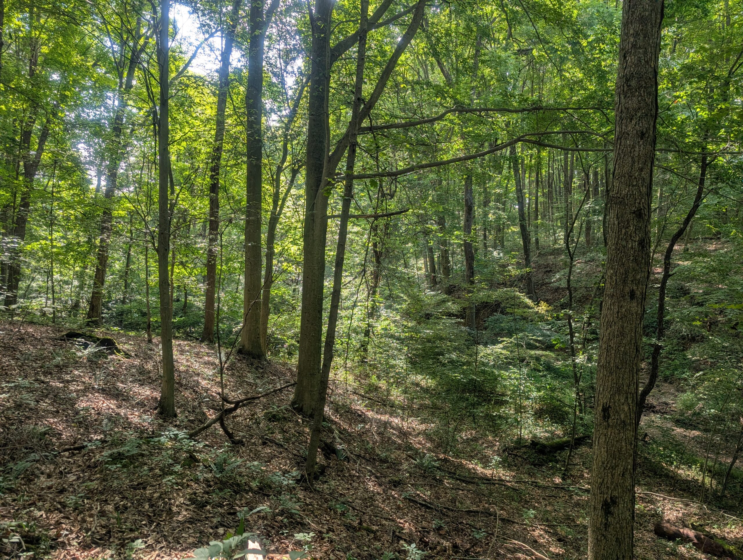 Secluded Central Ohio Hunting and Timber Land
