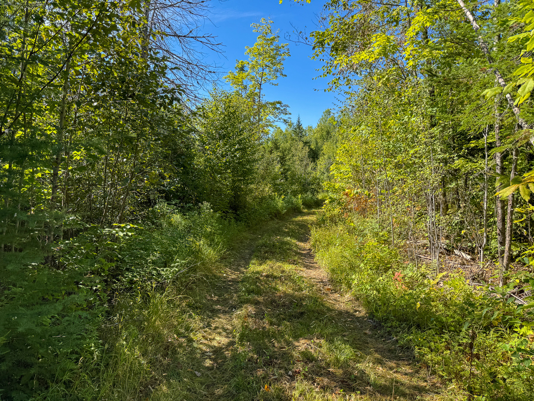 516 Acres Bordering State Wildlife Management Area