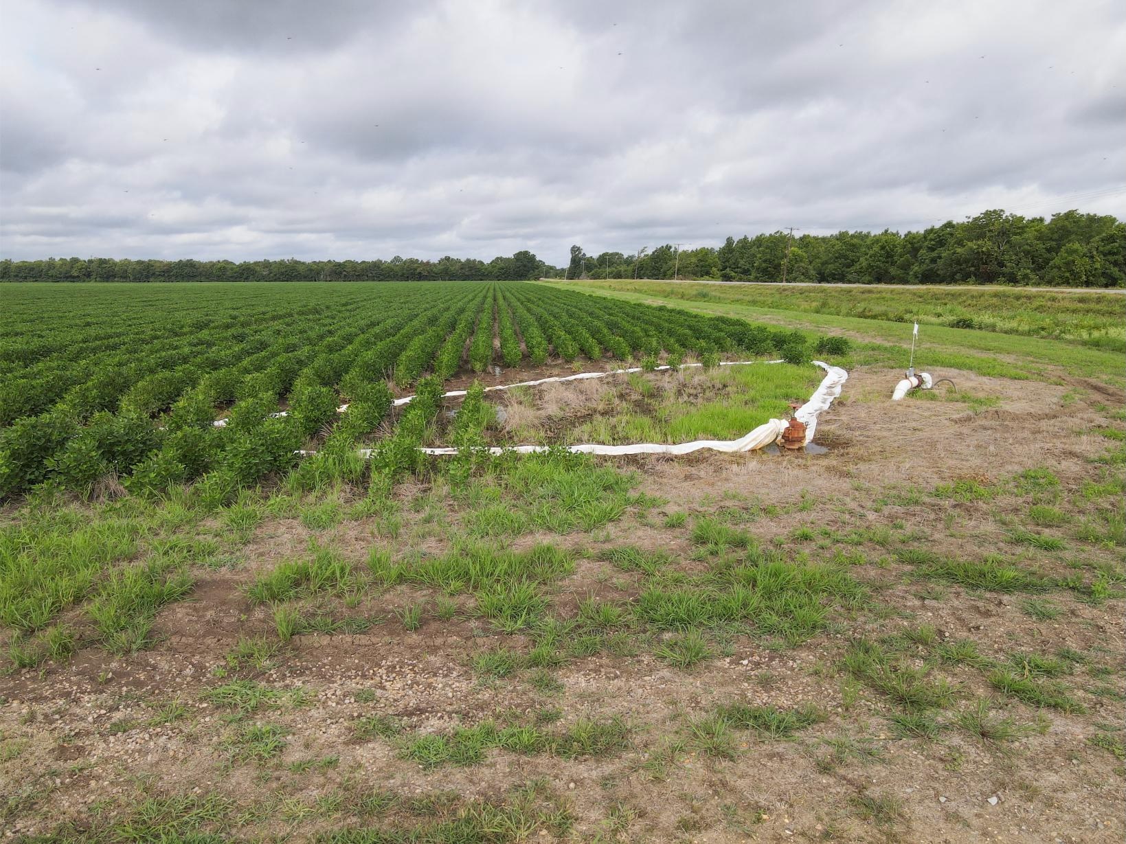 500 +/- Acres Precision Leveled and Irrigated Farmland