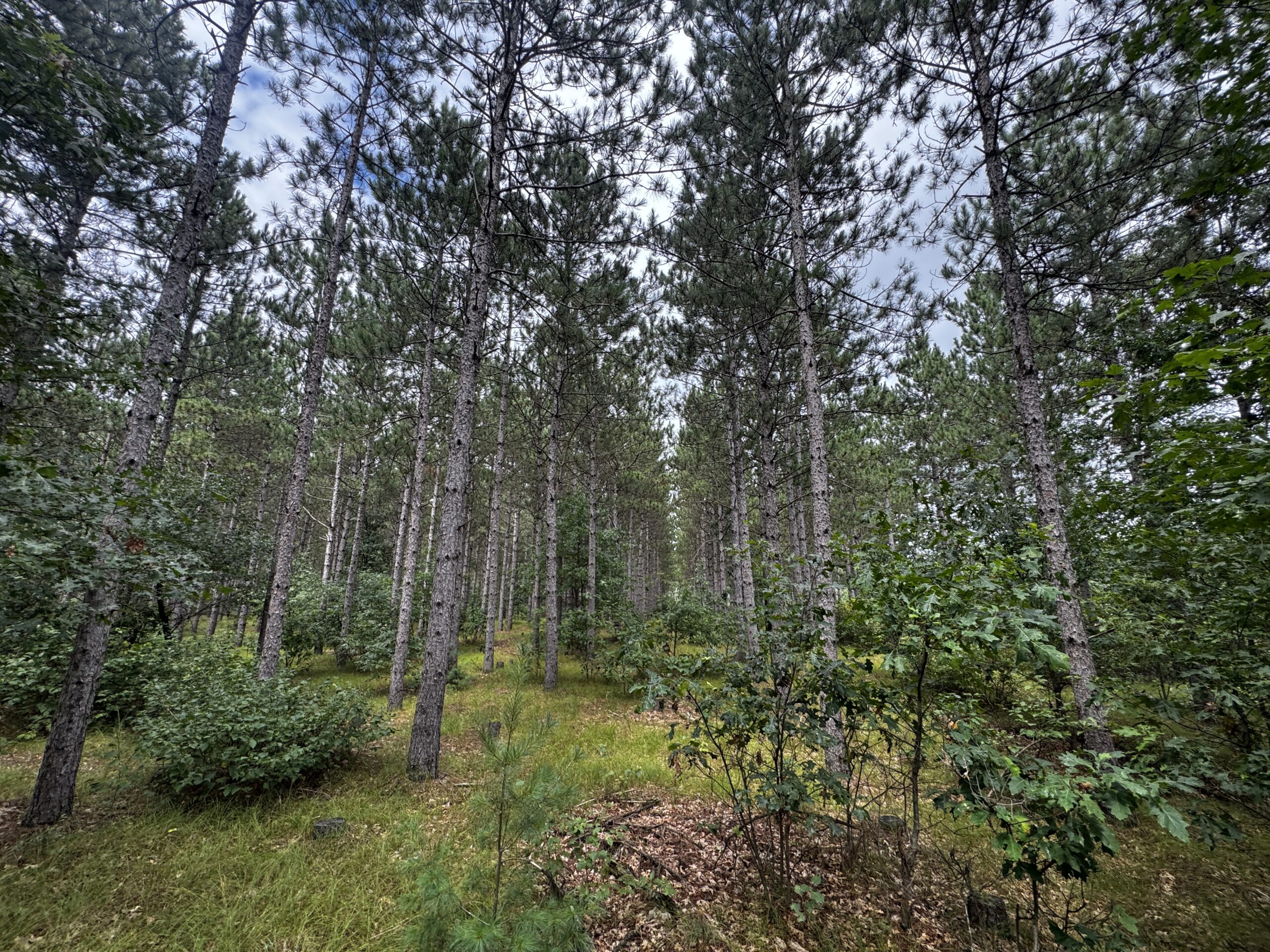 22.35+/- Wooded Acres in Adams County’s Town of Big Flats