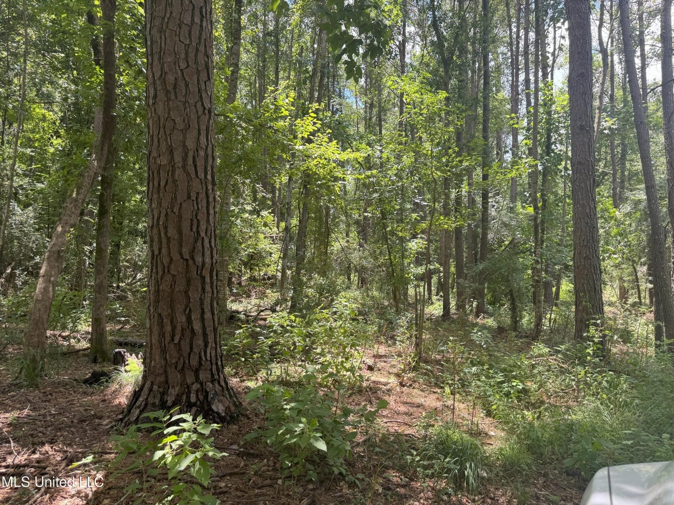 148 Acre Timberland Hunting Homesite Lincoln County, MS