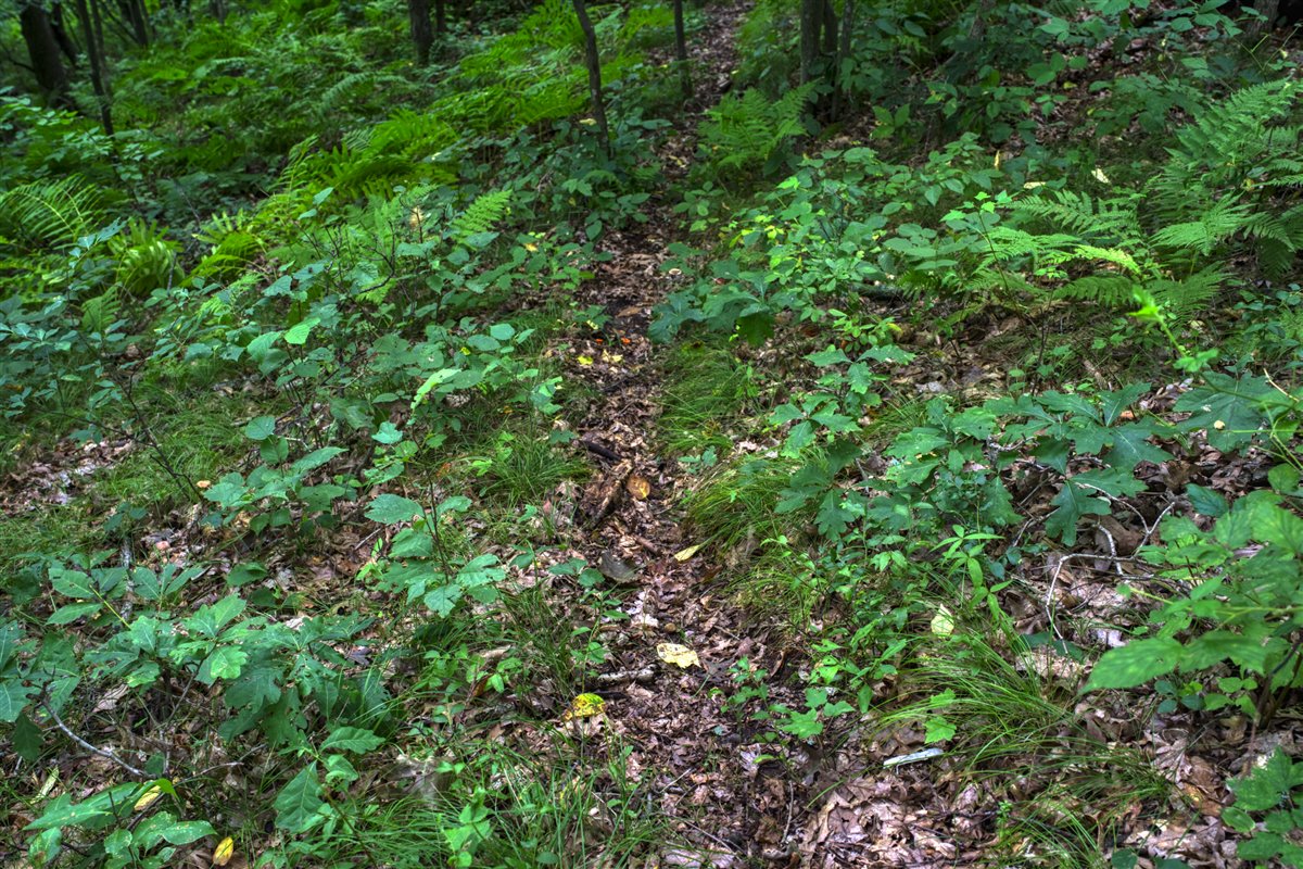 Hunting Property in Trempealeau County, WI