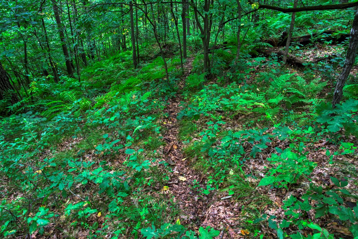 Hunting Property in Trempealeau County, WI
