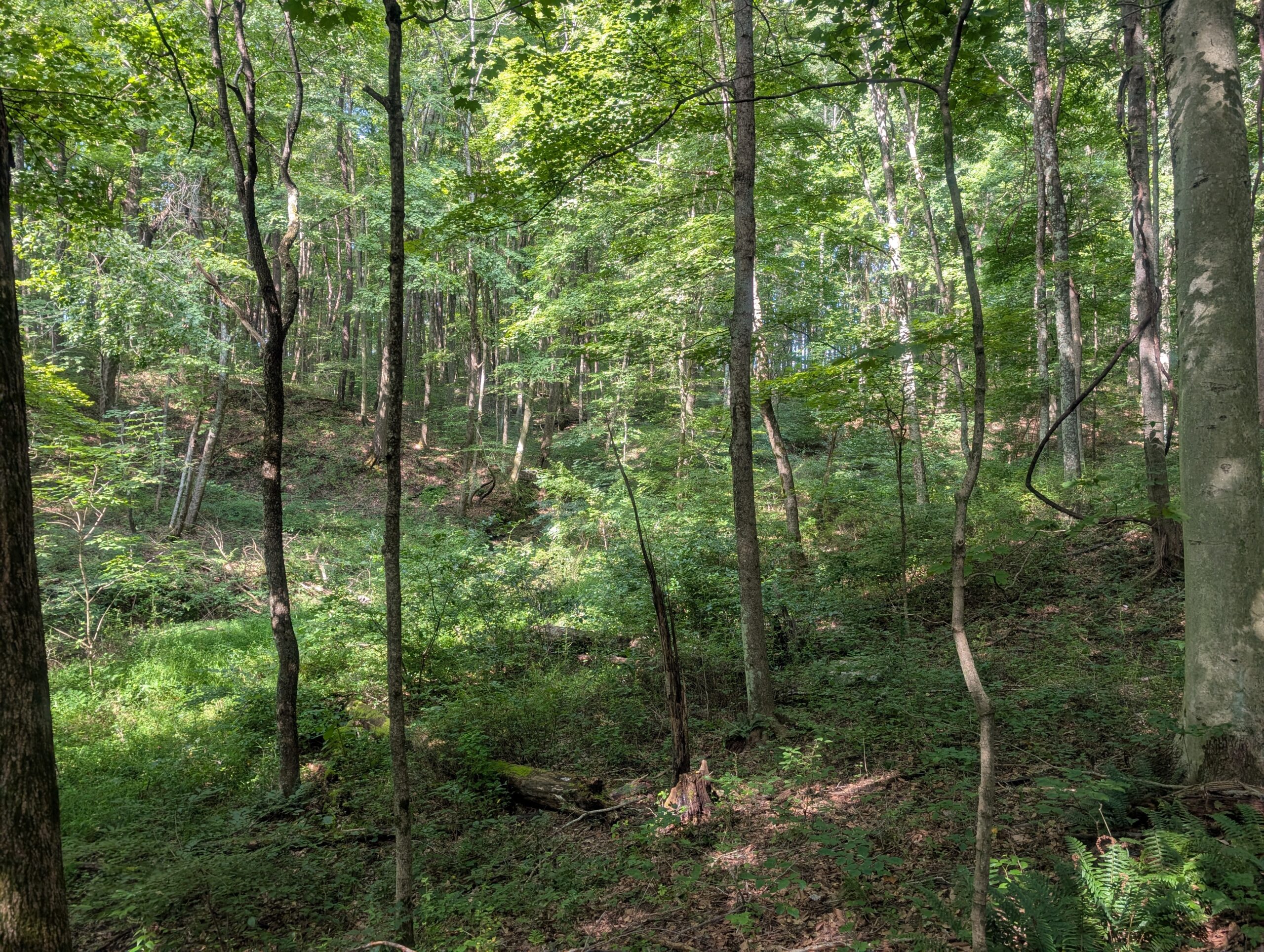 Secluded Central Ohio Hunting and Timber Land