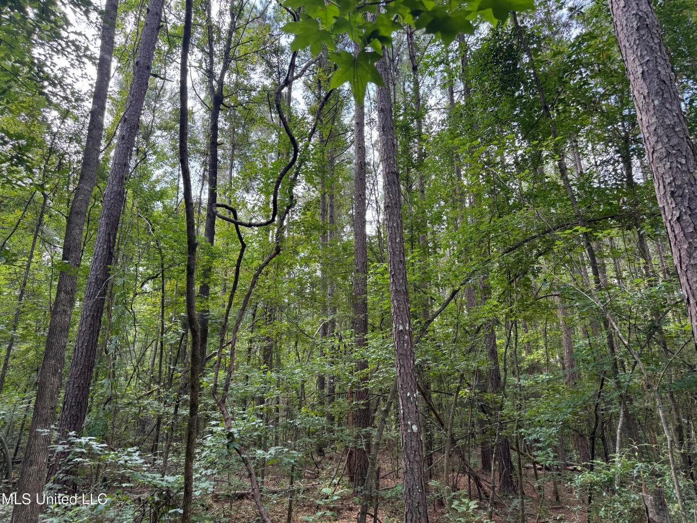 38 acres in Mississippi Near Louisiana State Line