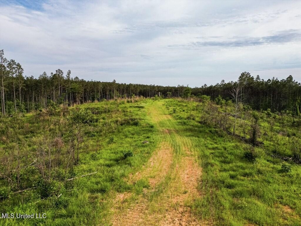 Catahoula Parish 290 Acres Hunting and Income Property