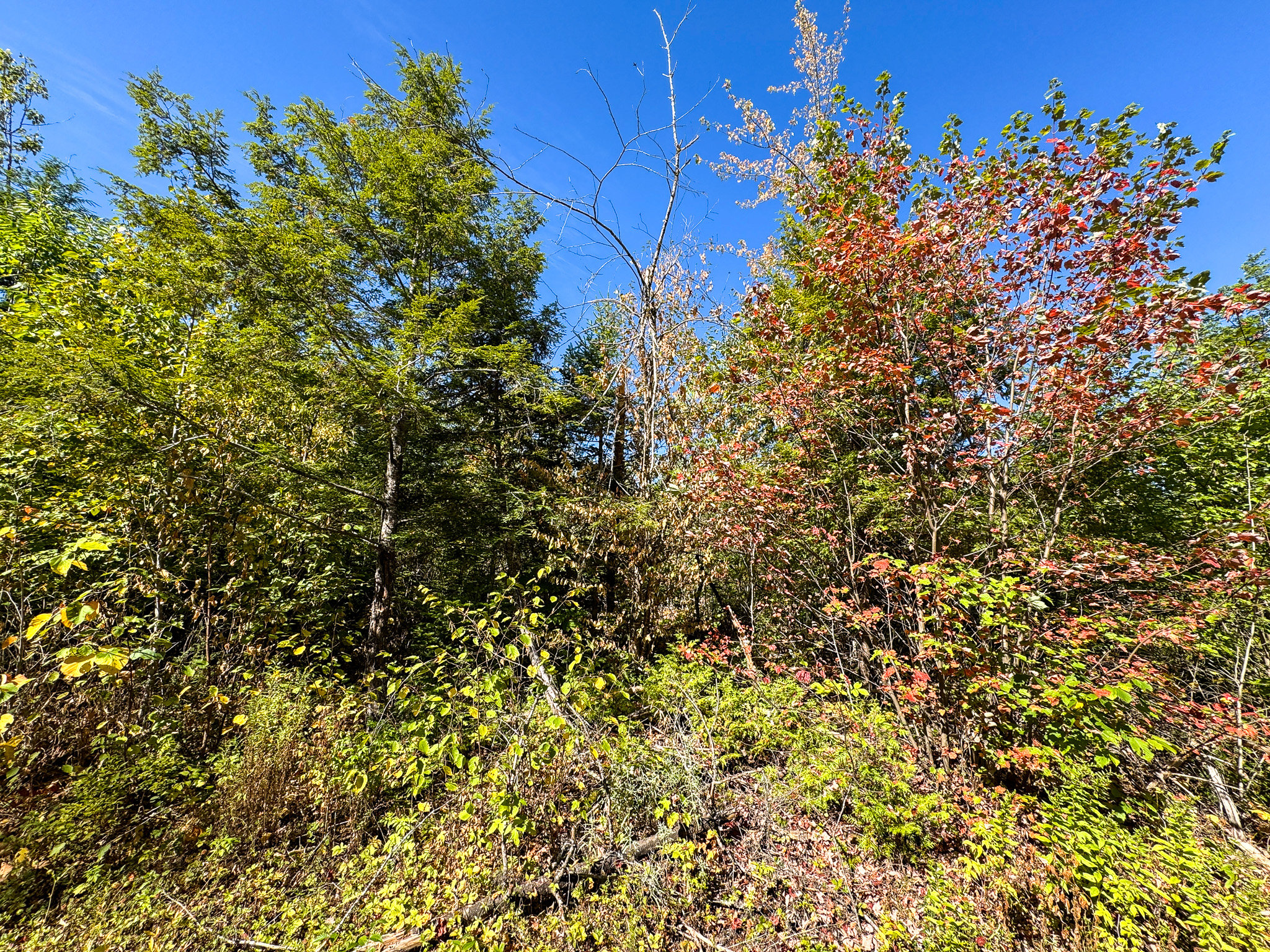 516 Acres Bordering State Wildlife Management Area