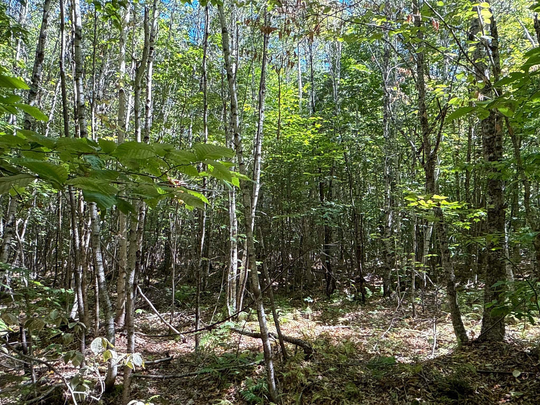 Private 25-Acre Woodlot with Trails & Recreation Access