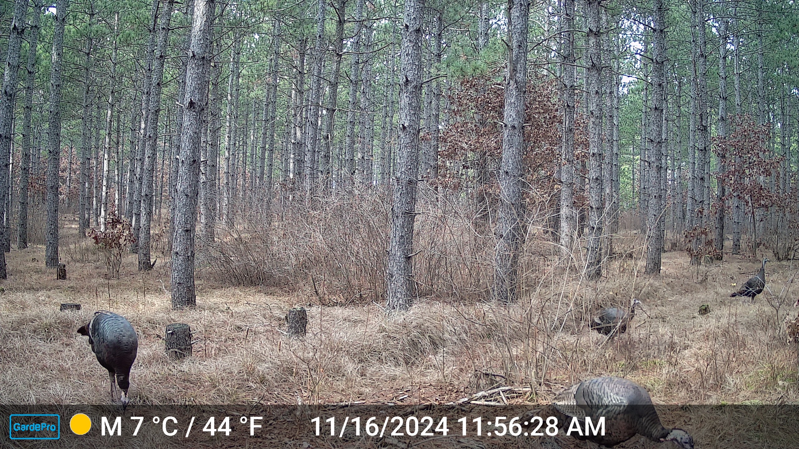 22.35+/- Wooded Acres in Adams County’s Town of Big Flats