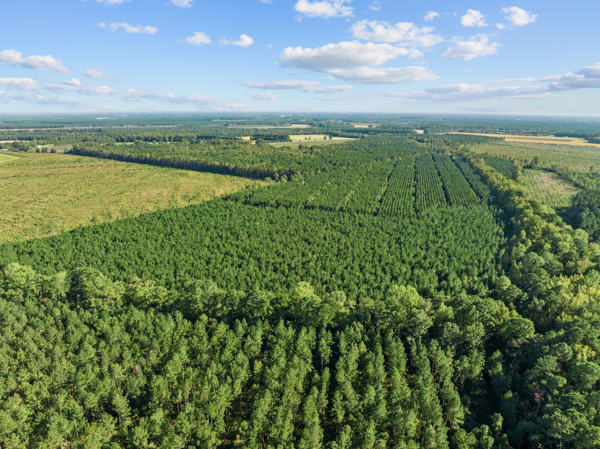 470-AC Prime Hunting Land for Sale in Pitt County, NC
