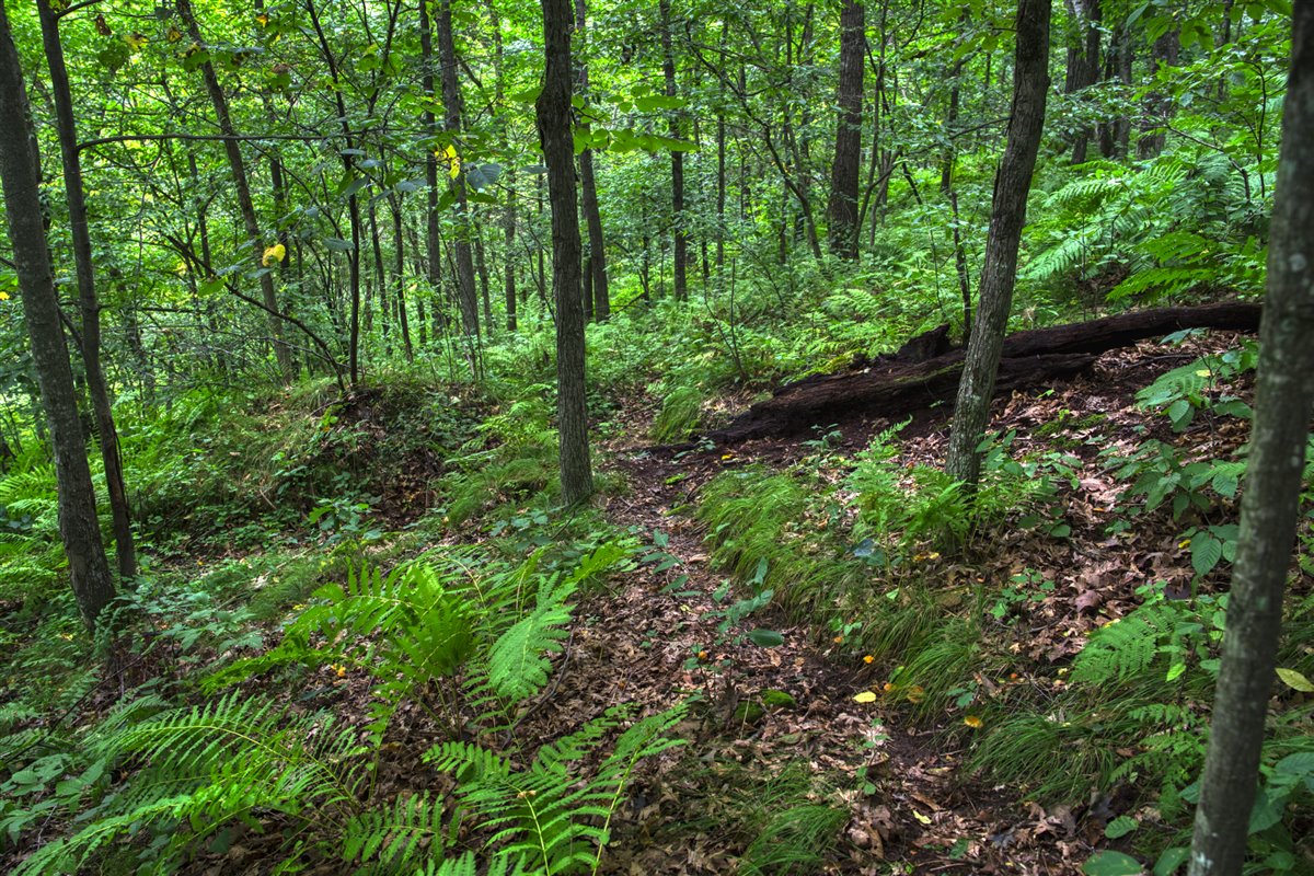 Hunting Property in Trempealeau County, WI