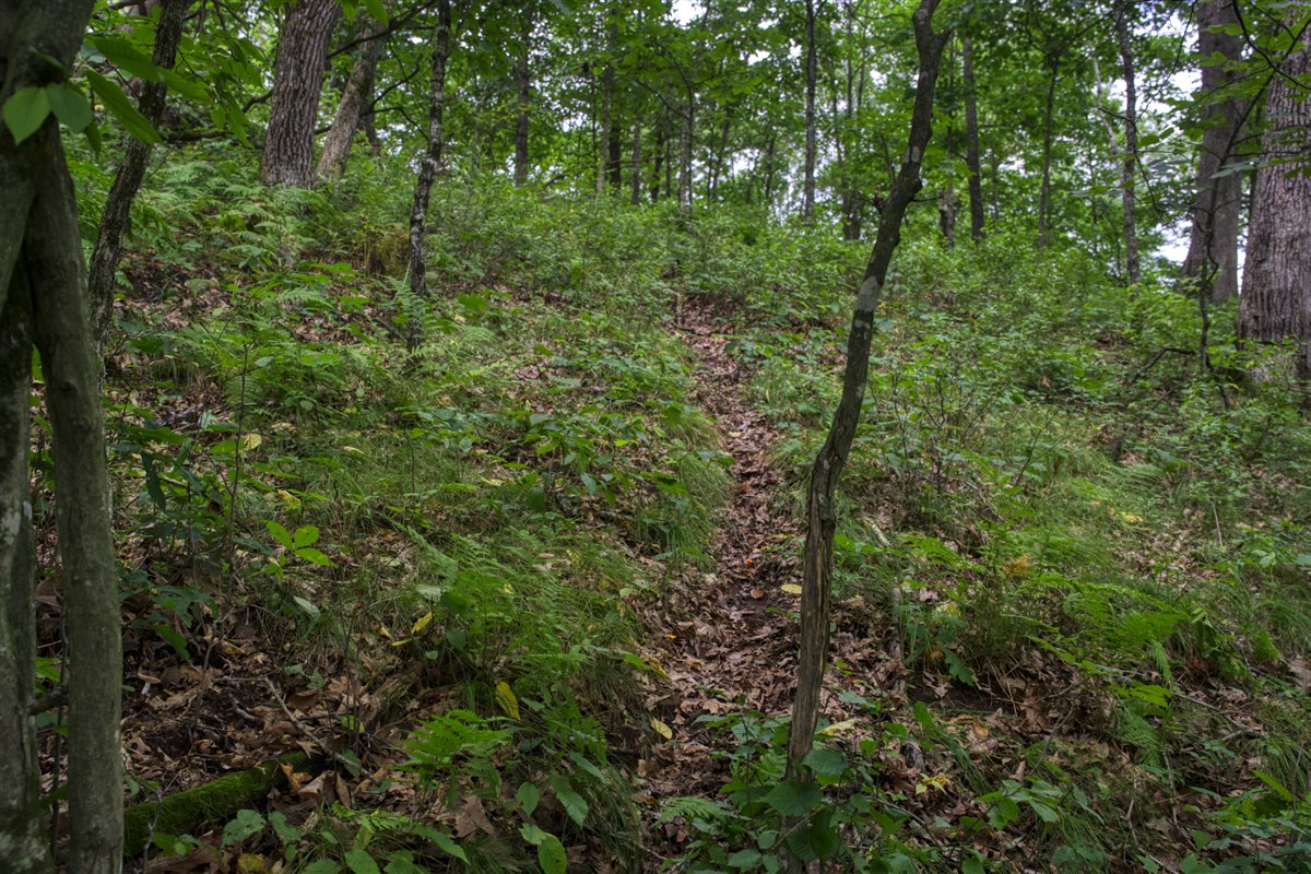 Hunting Property in Trempealeau County, WI