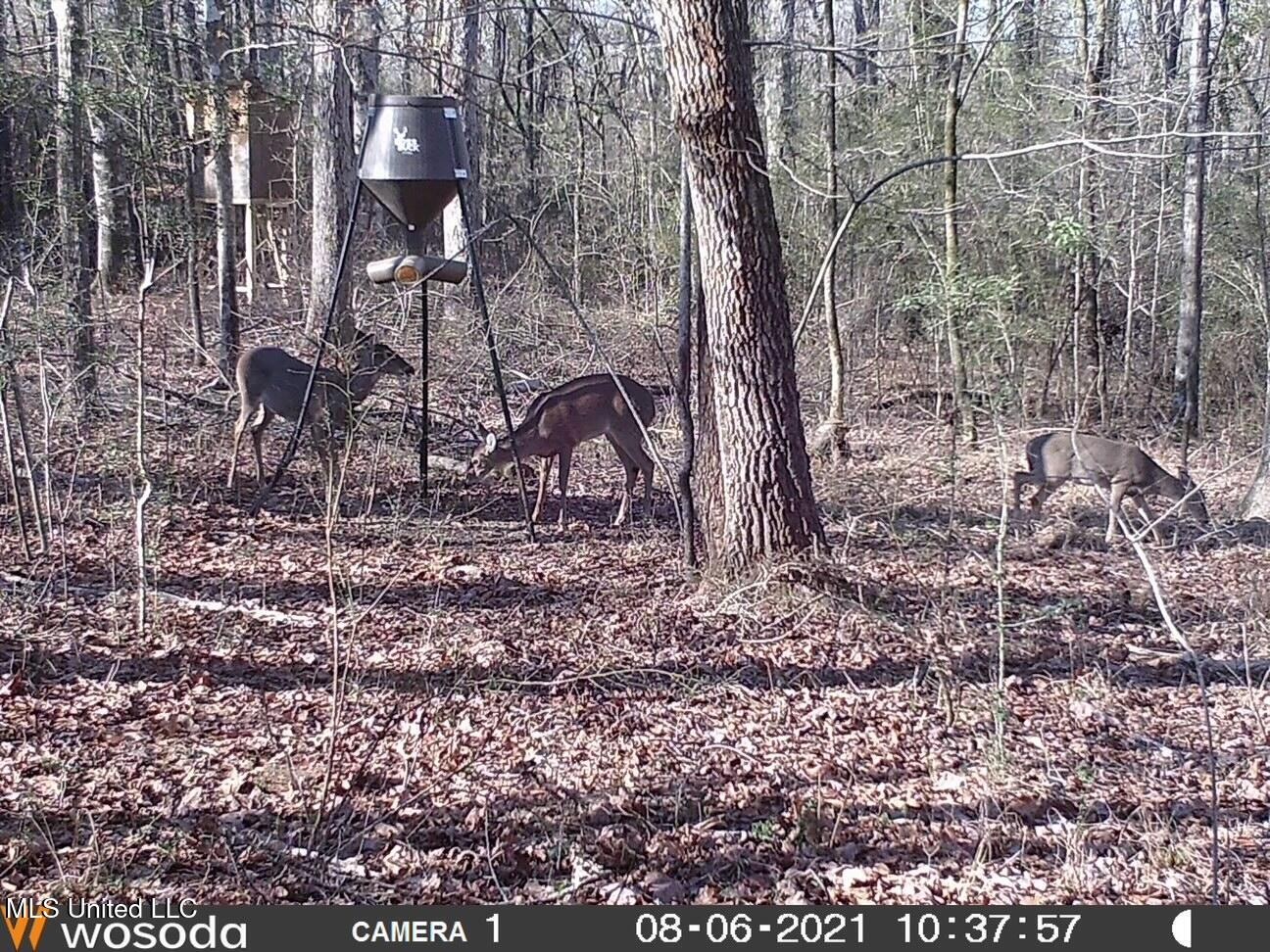 38 acres in Mississippi Near Louisiana State Line