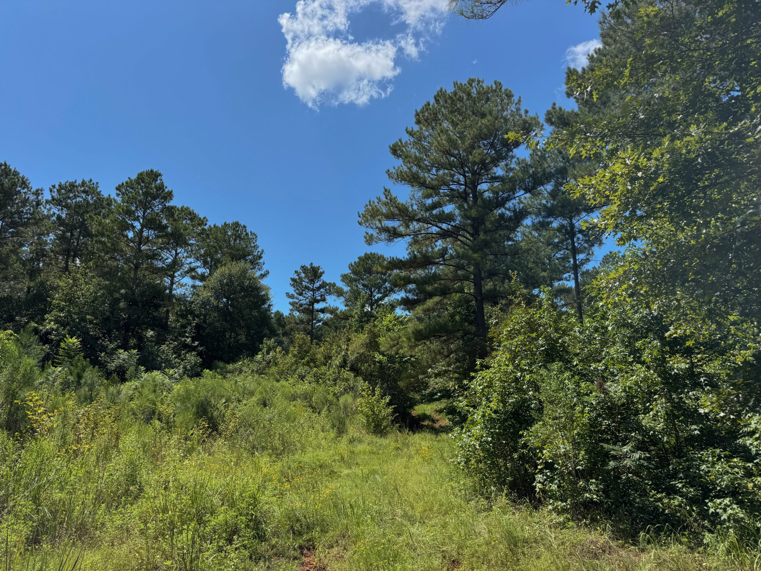 Lincoln Parish Timberland for Sale