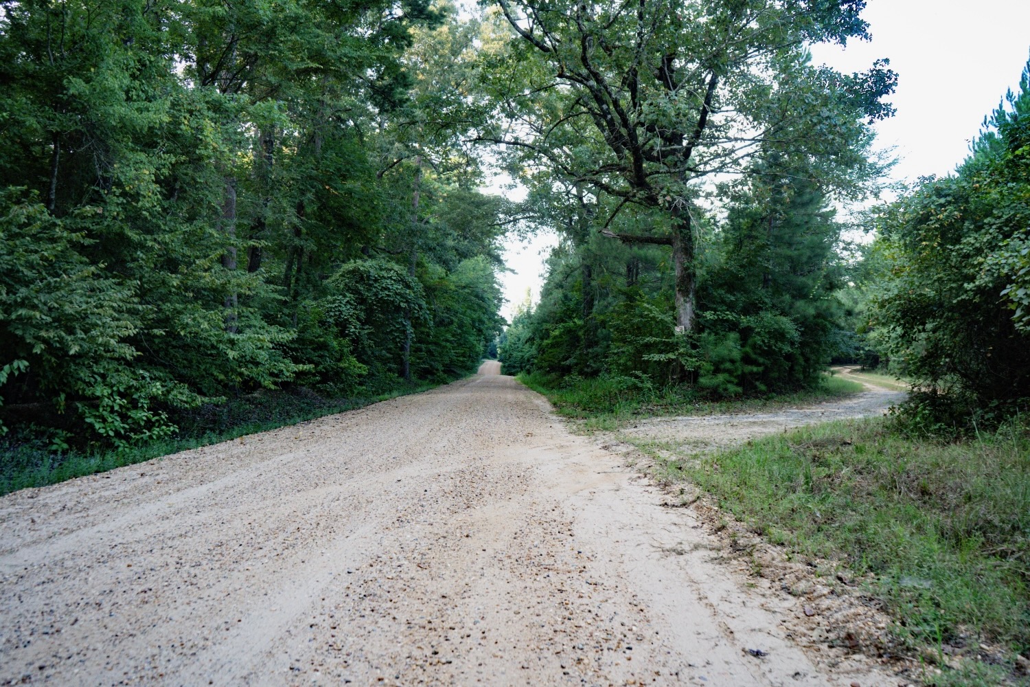 Claiborne Parish Timberland for Sale