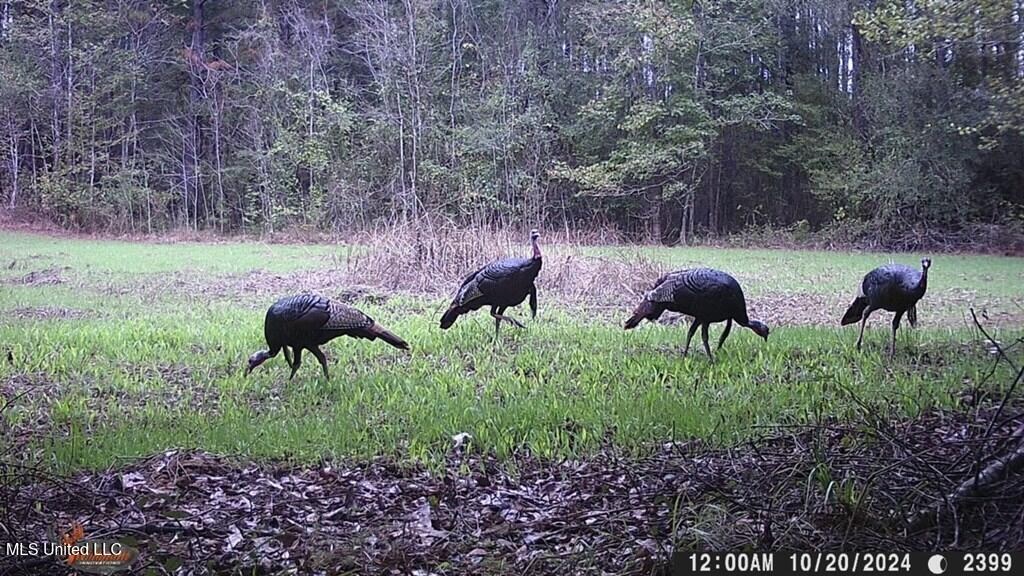 Catahoula Parish 290 Acres Hunting and Income Property