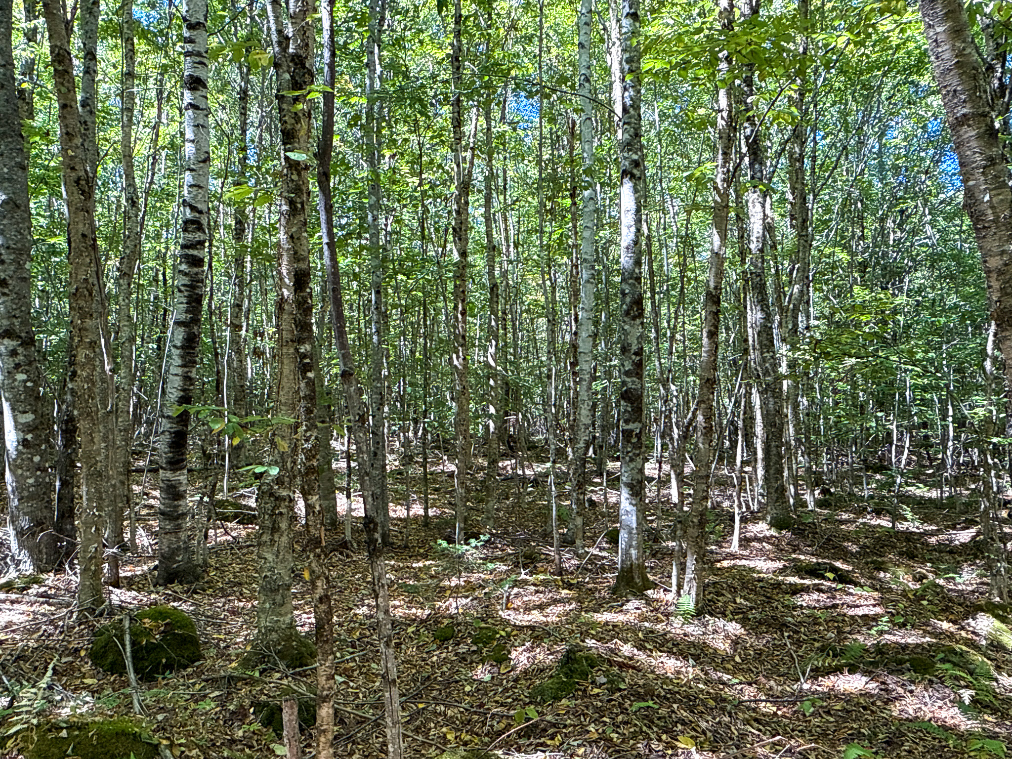 Private 25-Acre Woodlot with Trails & Recreation Access