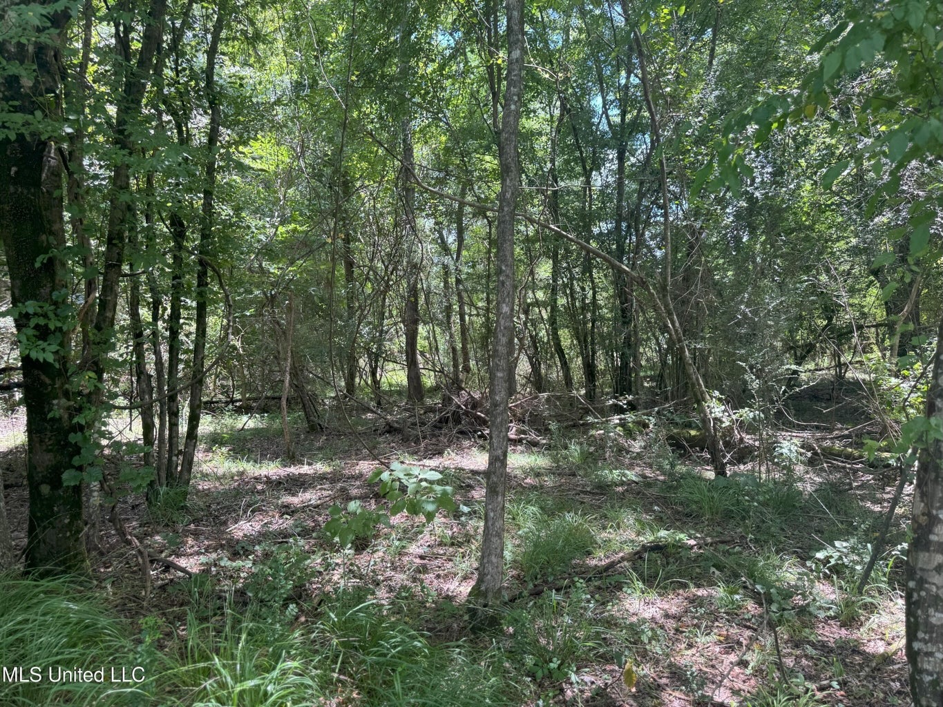 148 Acre Timberland Hunting Homesite Lincoln County, MS