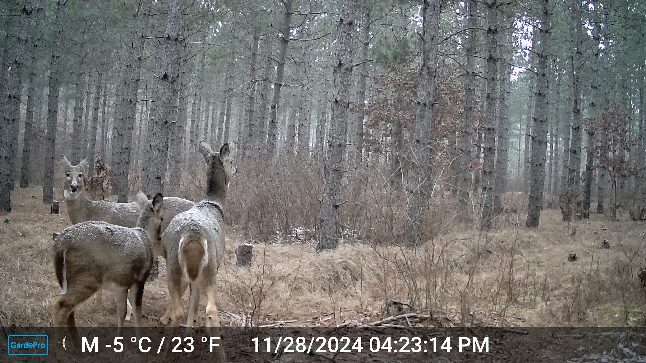 22.35+/- Wooded Acres in Adams County’s Town of Big Flats
