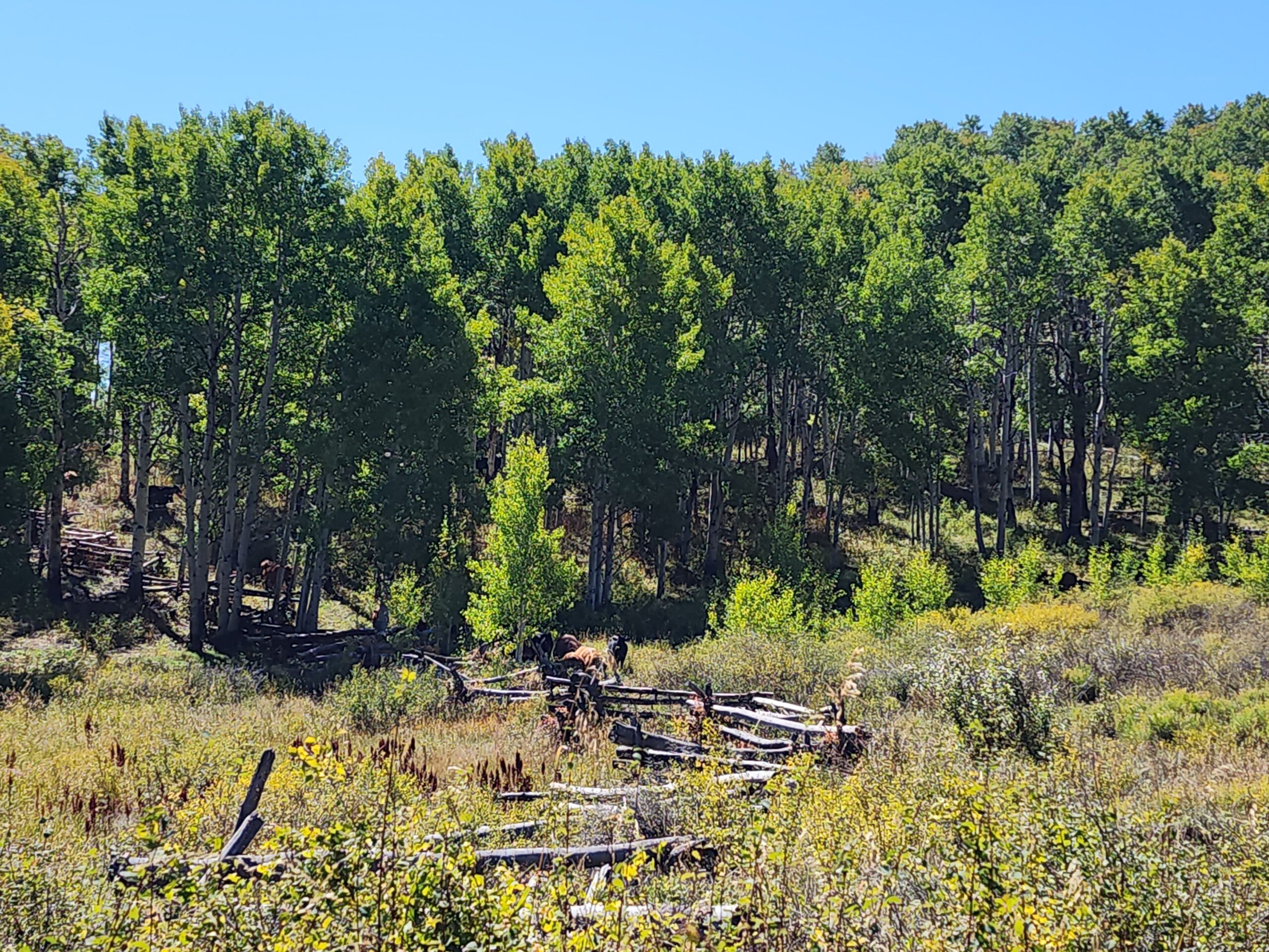 Western Colorado Ranch with Cabins, Ponds, Springs For Sale