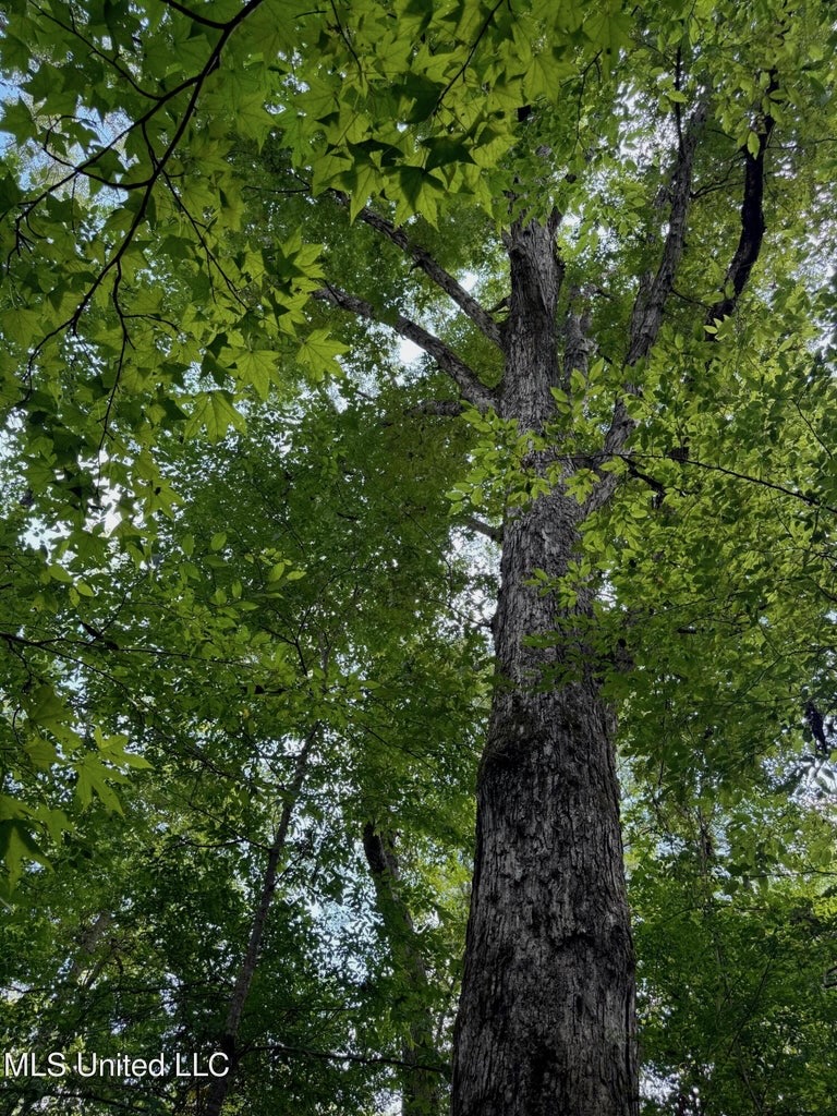 38 acres in Mississippi Near Louisiana State Line
