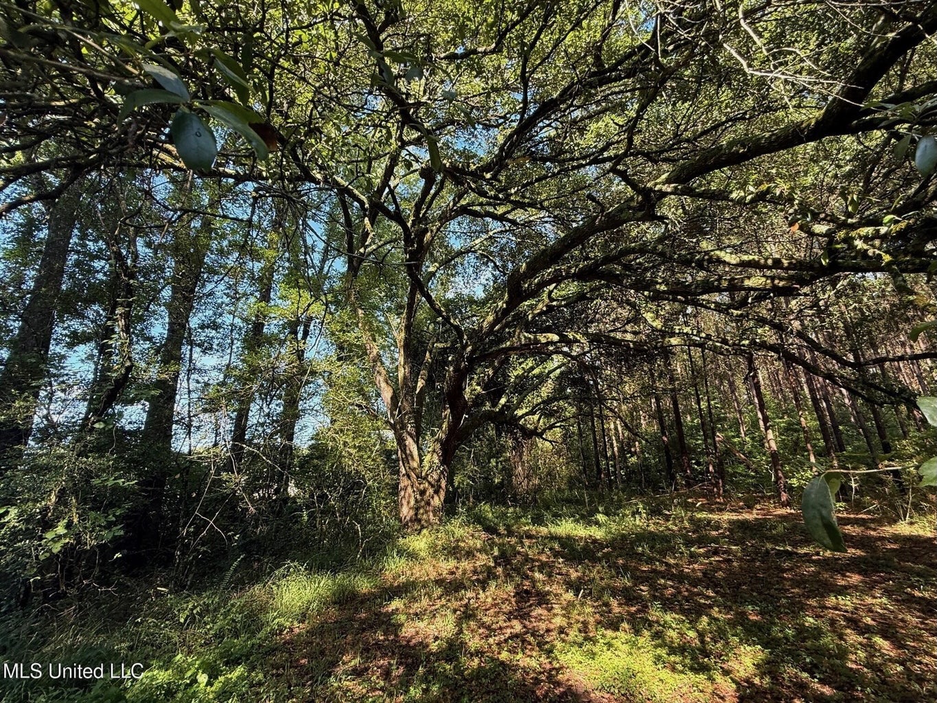 40 Acres with Country Home for Sale in Pike County MS