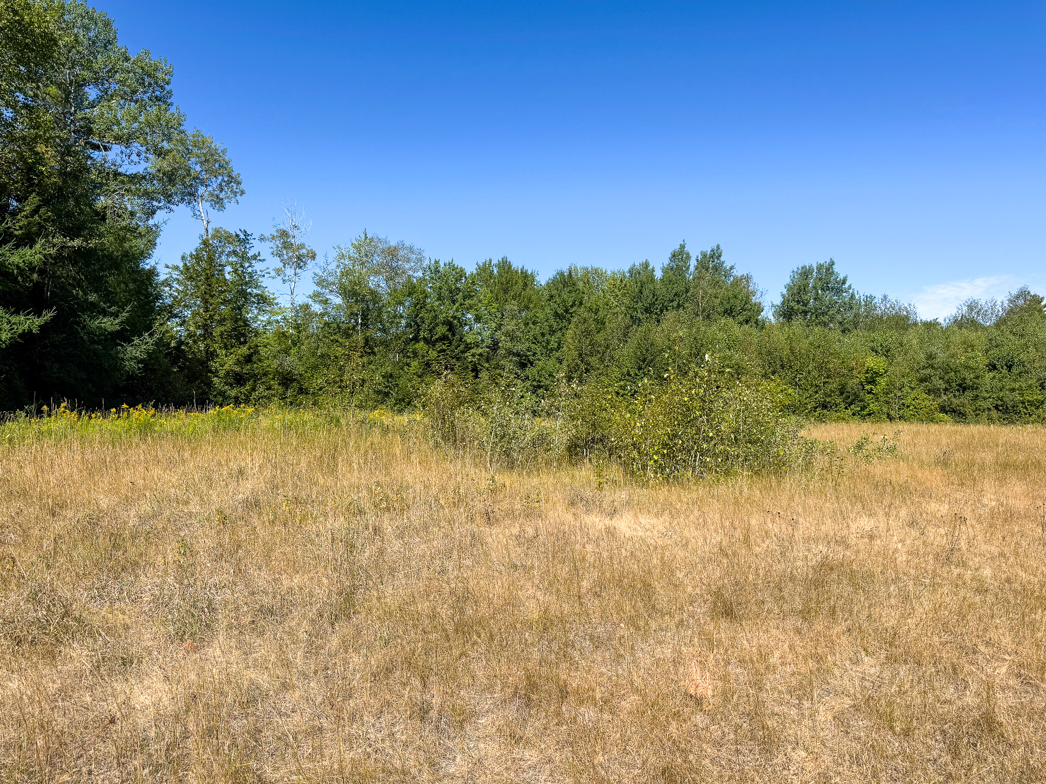 516 Acres Bordering State Wildlife Management Area
