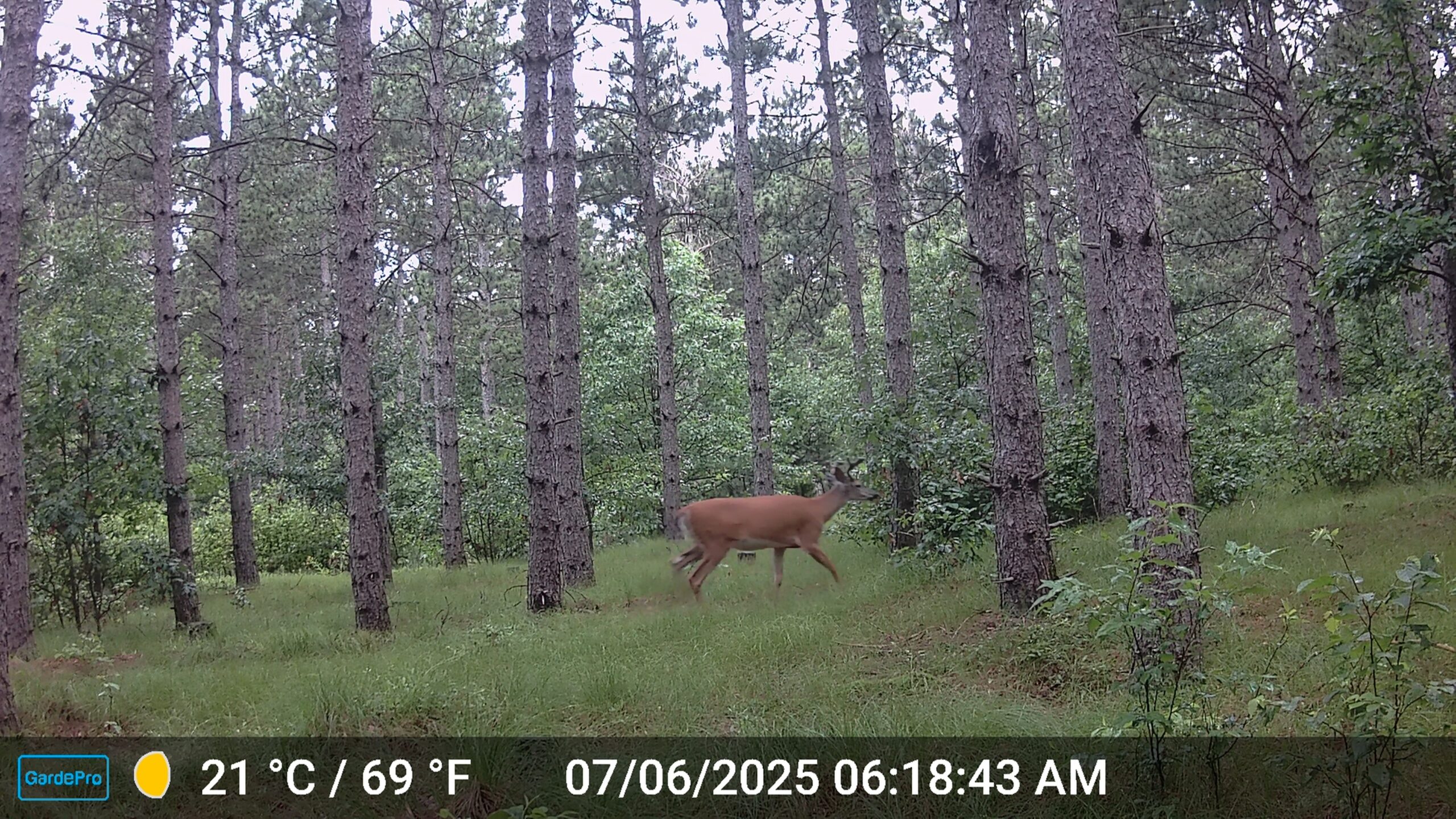 22.35+/- Wooded Acres in Adams County’s Town of Big Flats