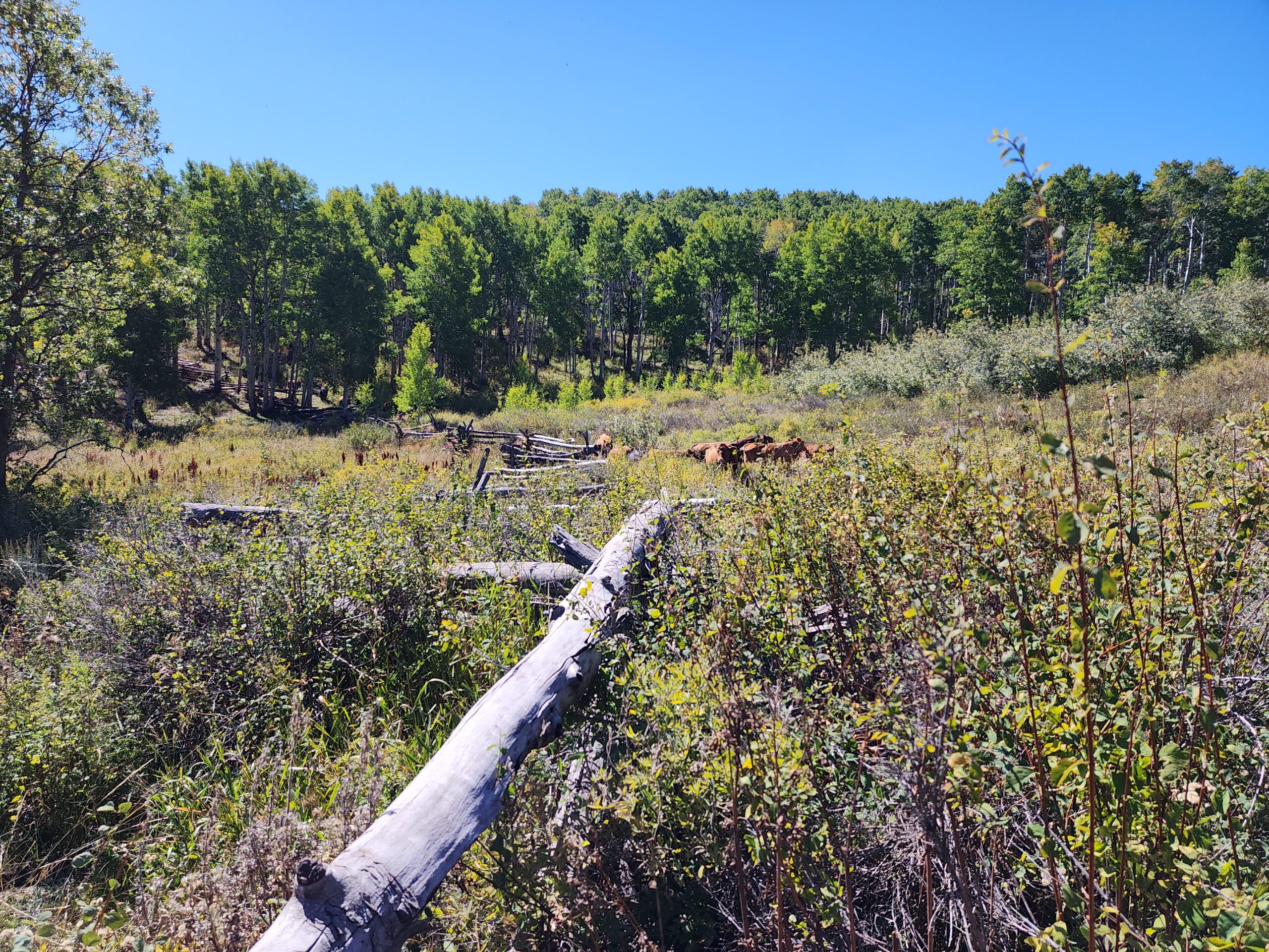 Western Colorado Ranch with Cabins, Ponds, Springs For Sale