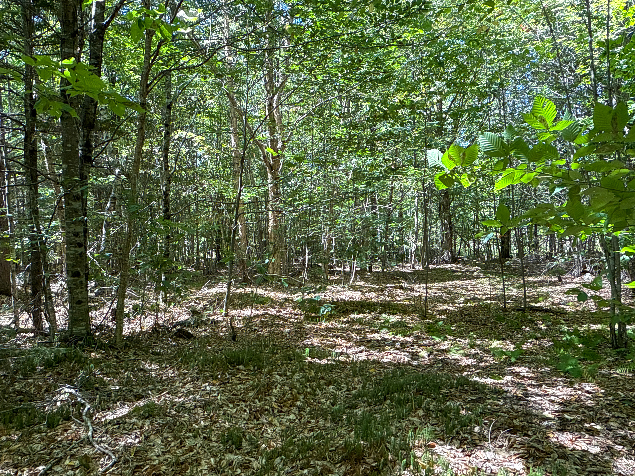 Private 25-Acre Woodlot with Trails & Recreation Access