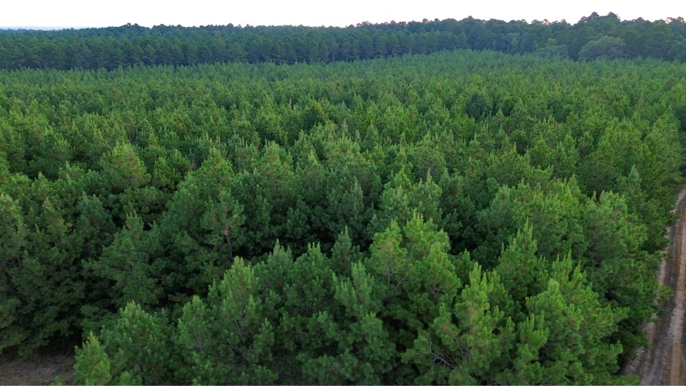 Claiborne Parish Timberland for Sale